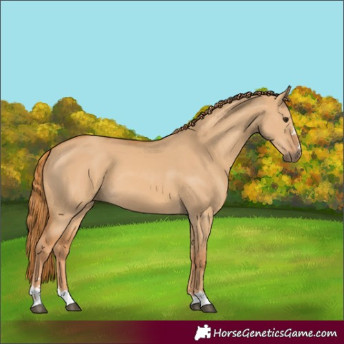 Horse Color:Red Dun 