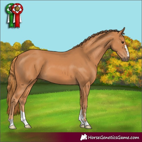 Horse Color:Chestnut 