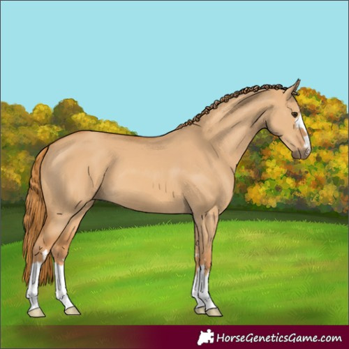 Horse Color:Red Dun 