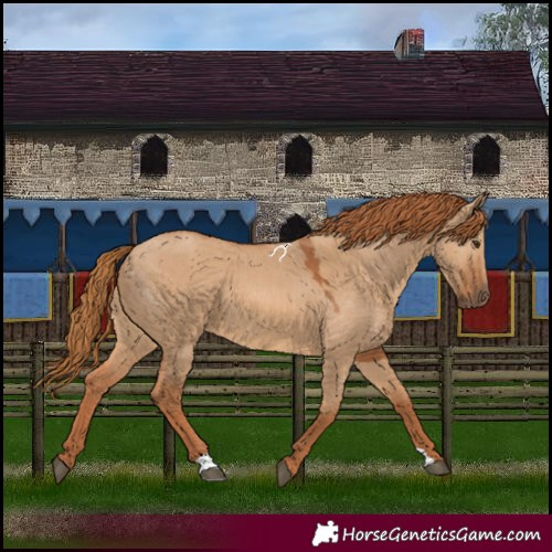 Horse Color:Red Dun 