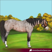 Horse Color:Bay Roan Splash 