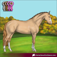 Horse Color:Red Dun 