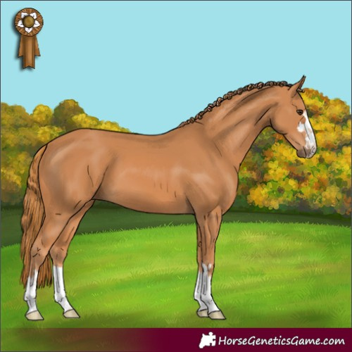 Horse Color:Chestnut 