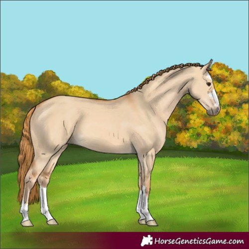 Horse Color:Red Dun 