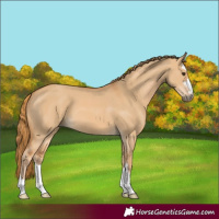 Horse Color:Red Dun