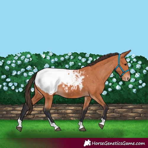 Horse Color:Bay Tobiano Appaloosa 