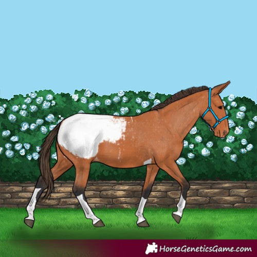 Horse Color:Bay Tobiano Appaloosa 