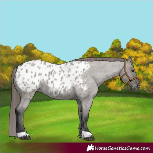 Horse Color:Grullo Roan Appaloosa 