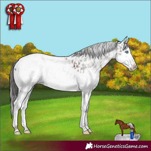 Horse Color:White Spotted Liver Chestnut Splash Appaloosa 
