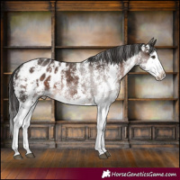 Horse Color:Liver Chestnut Sabino Splash Appaloosa 