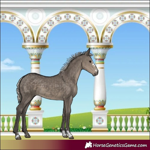 Horse Color:Silver Smoky Grullo 