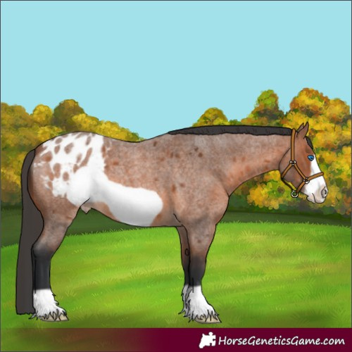 Horse Color:Bay Roan Frame Blanket 