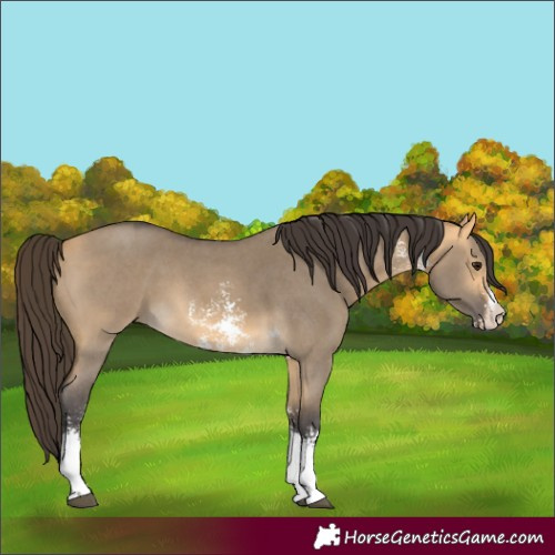 Horse Color:Buckskin Dun Sabino 