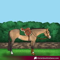 Horse Color:Buckskin Dun