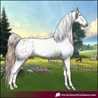 Horse Color:Amber Champagne Sabino Tobiano Appaloosa  and Amber Champagne Sabino Tobiano Appaloosa 