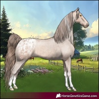 Horse Color:Amber Champagne Sabino Tobiano Appaloosa and Amber Champagne Sabino Tobiano Appaloosa