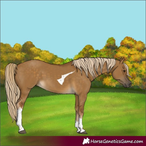 Horse Color:Chocolate Palomino Dun Tobiano 