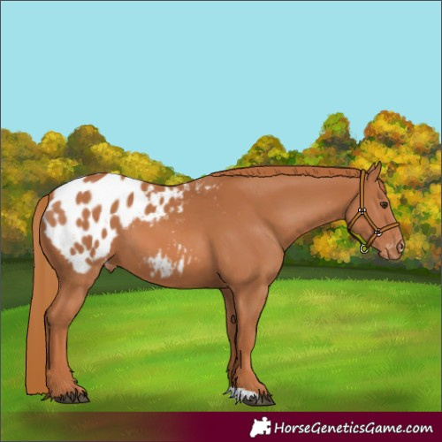 Horse Color:Chestnut Appaloosa 