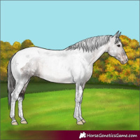 Horse Color:Brown Tobiano Snowcap Rabicano 