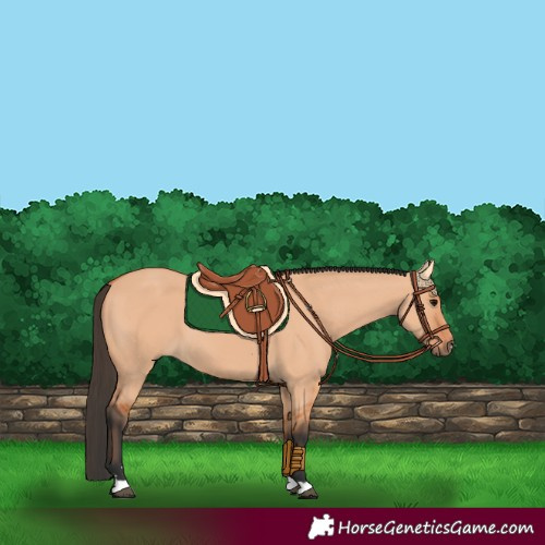 Horse Color:Bay Dun 