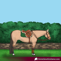 Horse Color:Bay Dun 