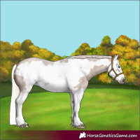 Horse Color:Silver Grullo Roan Splash Frame 