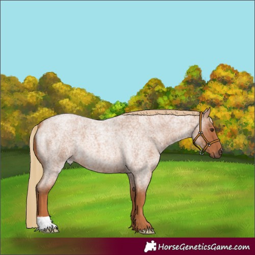 Horse Color:Red Roan 