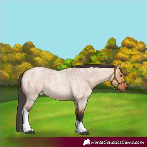 Horse Color:Bay Roan Dun Tobiano 