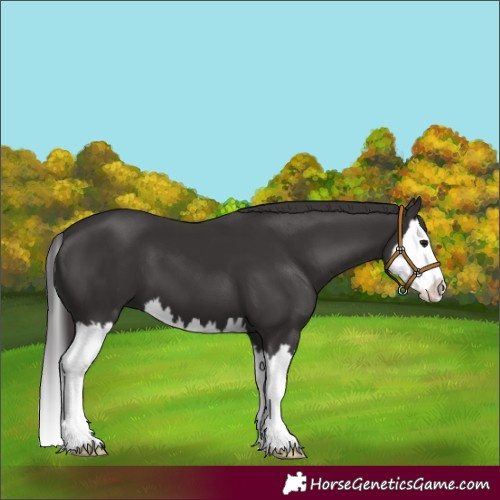 Horse Color:Smoky Black Splash 
