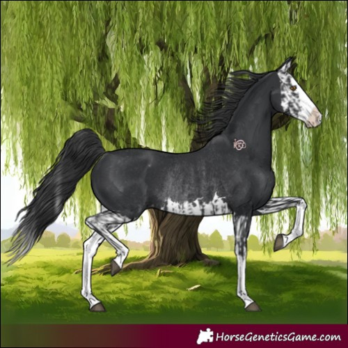 Horse Color:Black Splash Rabicano  and Black Splash Appaloosa Rabicano 