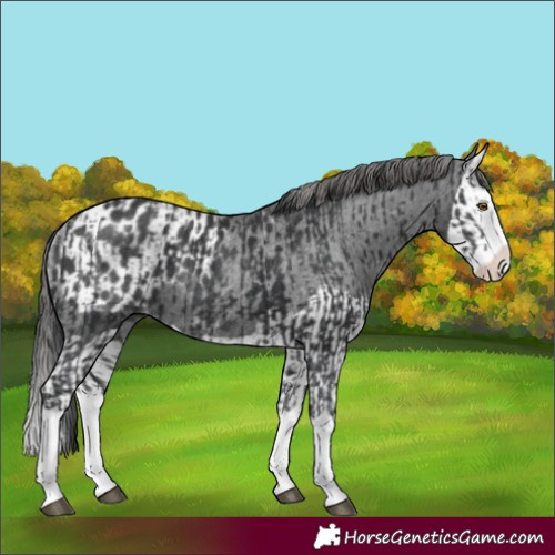 Horse Color:Black Splash Rabicano and Black Splash Appaloosa Rabicano