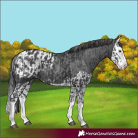 Horse Color:Black Splash Rabicano  and Black Splash Appaloosa Rabicano 