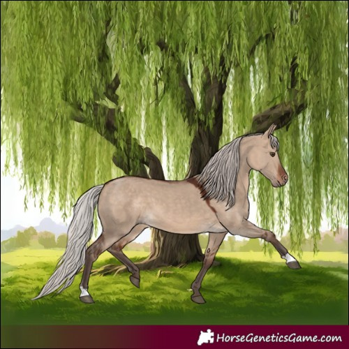 Horse Color:Silver Brown Dun 