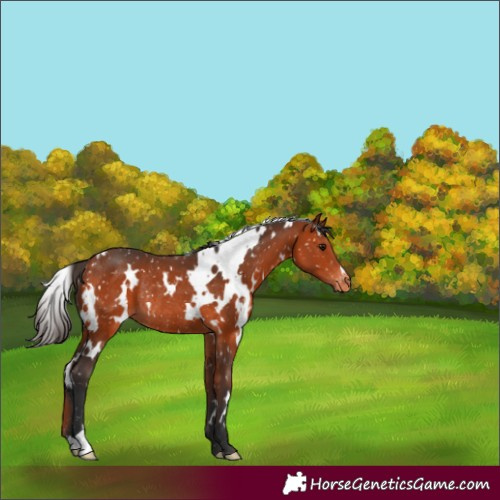 Horse Color:White Spotted Bay Appaloosa Rabicano 