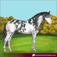Horse Color:Black Splash Near Leopard 