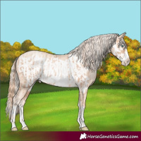 Horse Color:Gold Champagne Pearl Frame Rabicano and Gold Cream Champagne Pearl Frame Rabicano