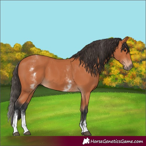 Horse Color:White Spotted Bay 