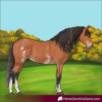 Horse Color:White Spotted Bay 