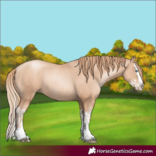 Horse Color:Gold Champagne Pearl Splash Rabicano  and Gold Champagne Pearl Splash Rabicano 