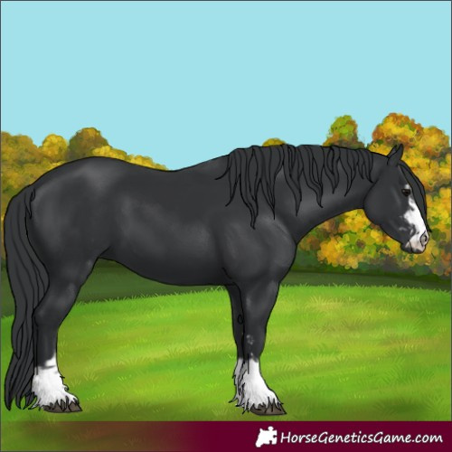 Horse Color:Black  and Black 