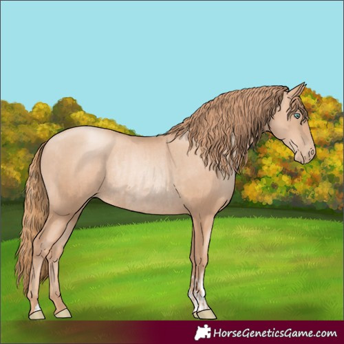 Horse Color:Gold Champagne Pearl Rabicano  and Gold Champagne Pearl Rabicano 