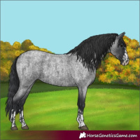 Horse Color:Blue Roan  and Blue Roan 