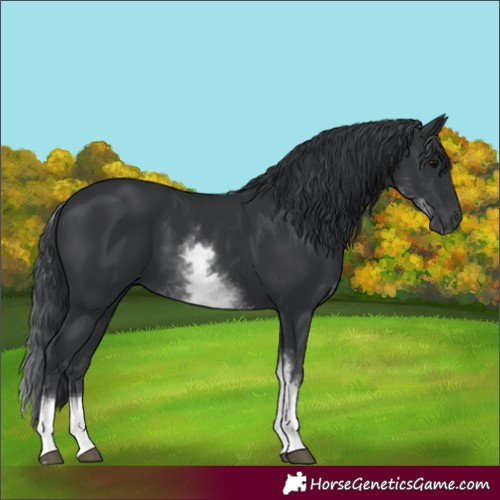 Horse Color:White Spotted Black
