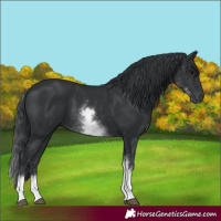 Horse Color:White Spotted Black