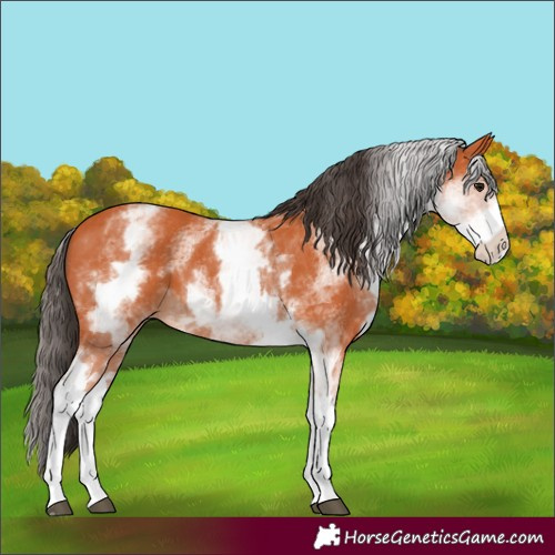 Horse Color:White Spotted Bay