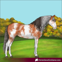Horse Color:White Spotted Bay 