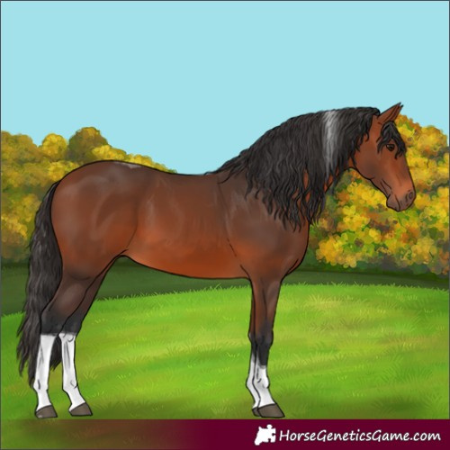Horse Color:Bay Tobiano 