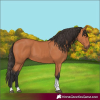 Horse Color:Bay Tobiano 