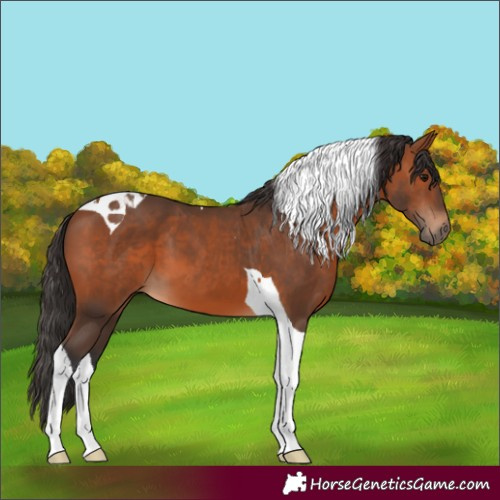 Horse Color:Bay Tobiano