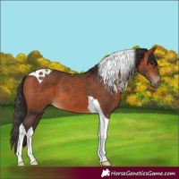 Horse Color:Bay Tobiano 